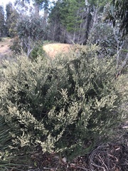 Pomaderris phylicifolia ericoides