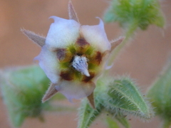 Trichodesma africanum