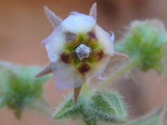 Trichodesma africanum