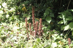 Orobanche hederae