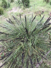 Gahnia subaequiglumis