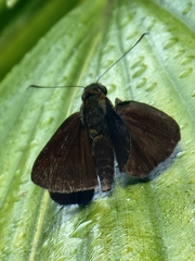 Ancistroides nigrita