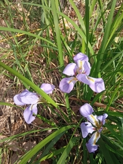 Iris unguicularis