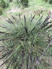 Gahnia subaequiglumis