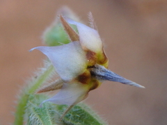 Trichodesma africanum