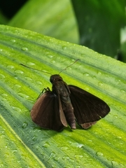Ancistroides nigrita