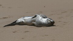 Hydrurga leptonyx