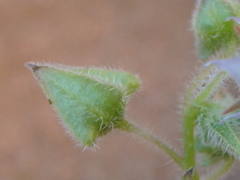 Trichodesma africanum