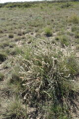 Atraphaxis frutescens