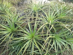 Encholirium spectabile