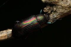 Stenochiinae
