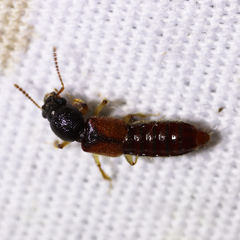 Bledius