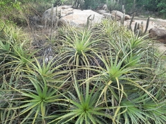 Encholirium spectabile