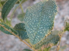 Trichodesma africanum