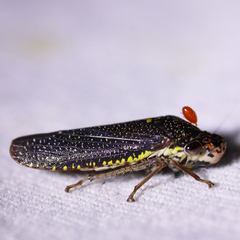 Paraulacizes irrorata