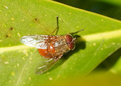 Calliphora ochracea