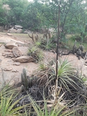 Encholirium spectabile