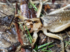 Paragryllacris combusta