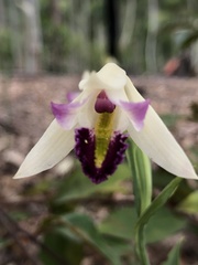 Cleistes rodriguesii