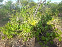 Encholirium spectabile