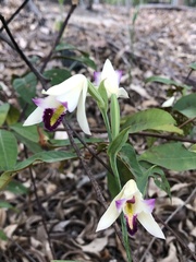 Cleistes rodriguesii