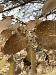 Quercus brantii