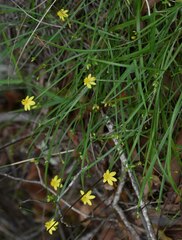 Tricoryne anceps