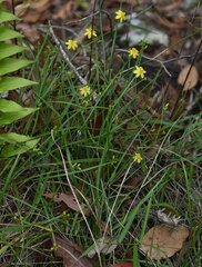 Tricoryne anceps