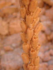 Reseda stenostachya