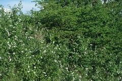 Lantana camara