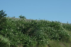 Lantana camara