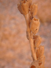 Reseda stenostachya