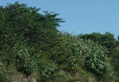 Lantana camara