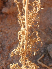 Reseda stenostachya