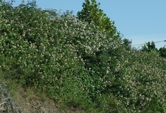 Lantana camara