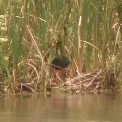 Porphyrio madagascariensis