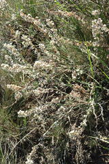 Atraphaxis frutescens