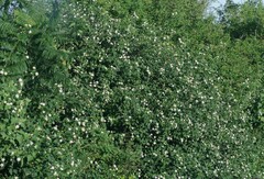Lantana camara