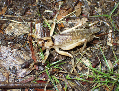 Paragryllacris combusta