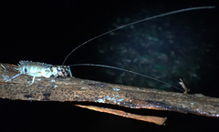 Paragryllacris combusta