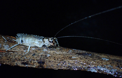 Paragryllacris combusta