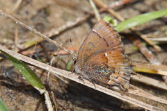 Callophrys henrici