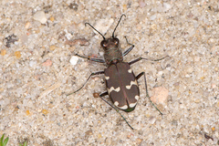Cicindela hybrida