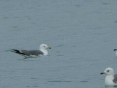 Larus armenicus