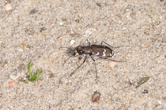 Cicindela hybrida