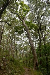 Deplanchea tetraphylla