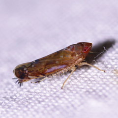 Scaphoideus luteolus