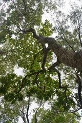 Deplanchea tetraphylla