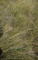 Stipa pennata