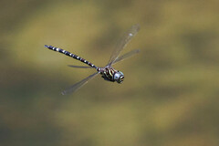 Austroaeschna pinheyi